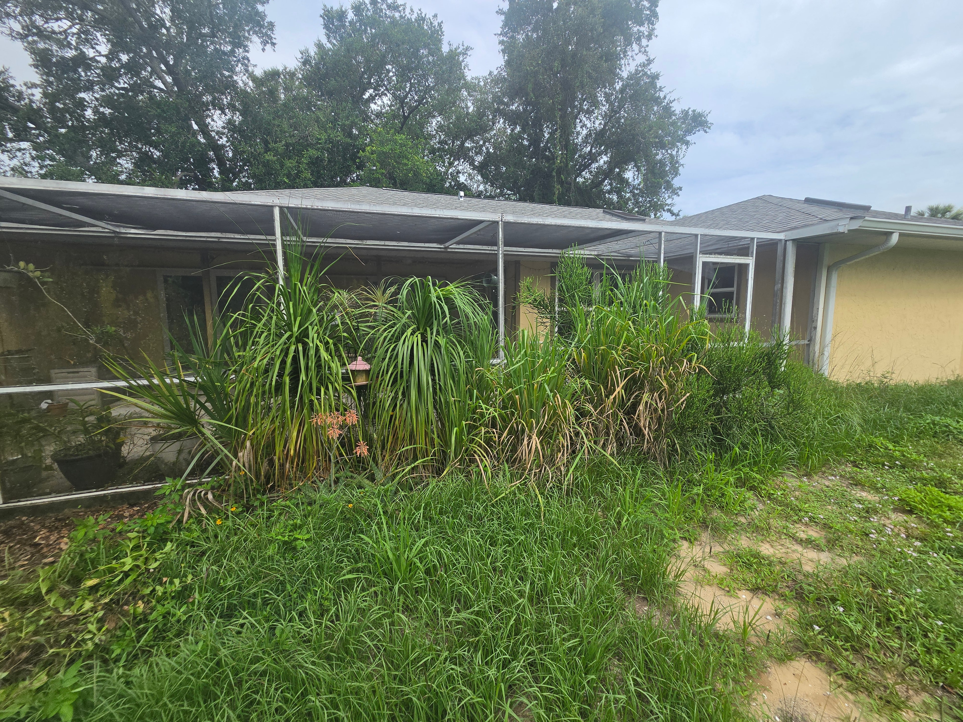 Overgrown house exterior with tall grass and weeds before cleanup