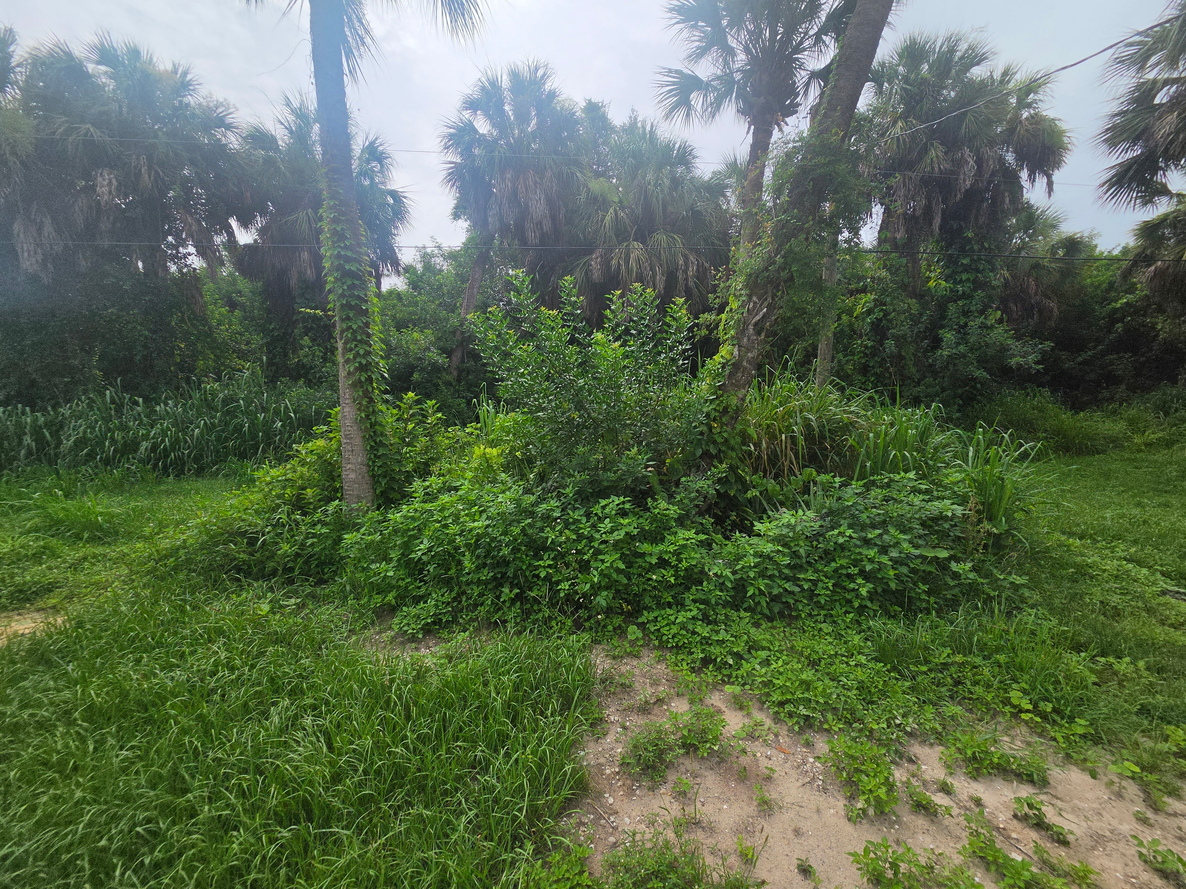 Overgrown lot before cleanup